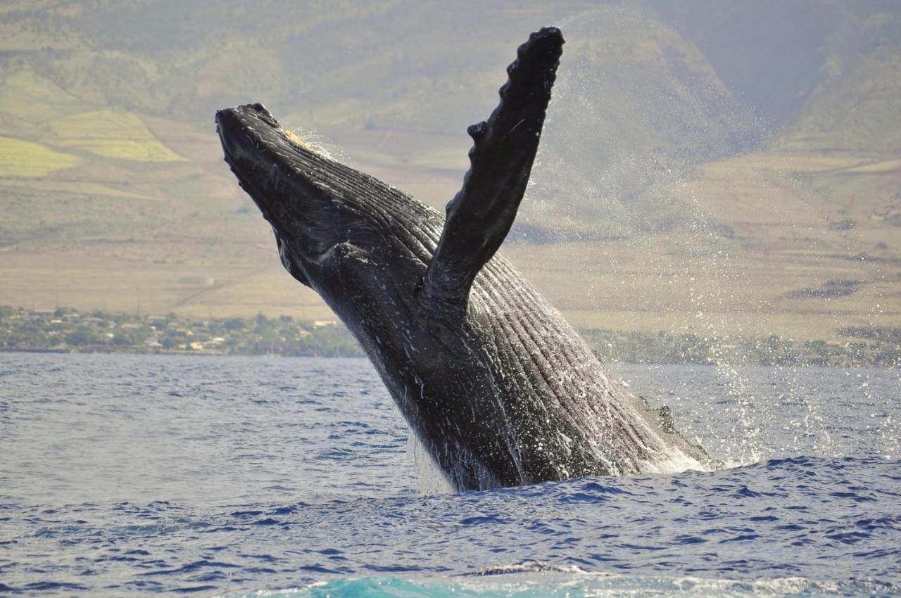 Kaleialoha 309 Villa Kahana Dış mekan fotoğraf